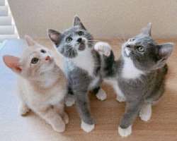 She is an animal lover and often shares photographs of cute cats and dogs in her posts.